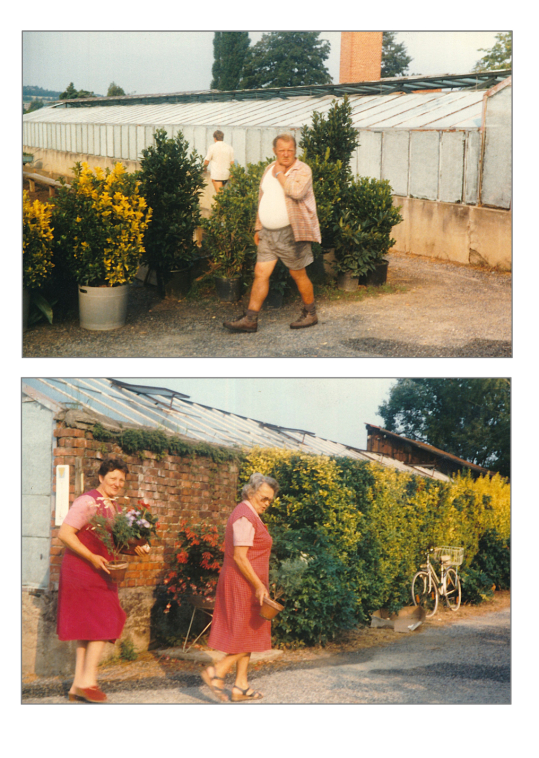 In der Gärtnerei Hanusch-Graf (Hicke/Langer/Hutter)