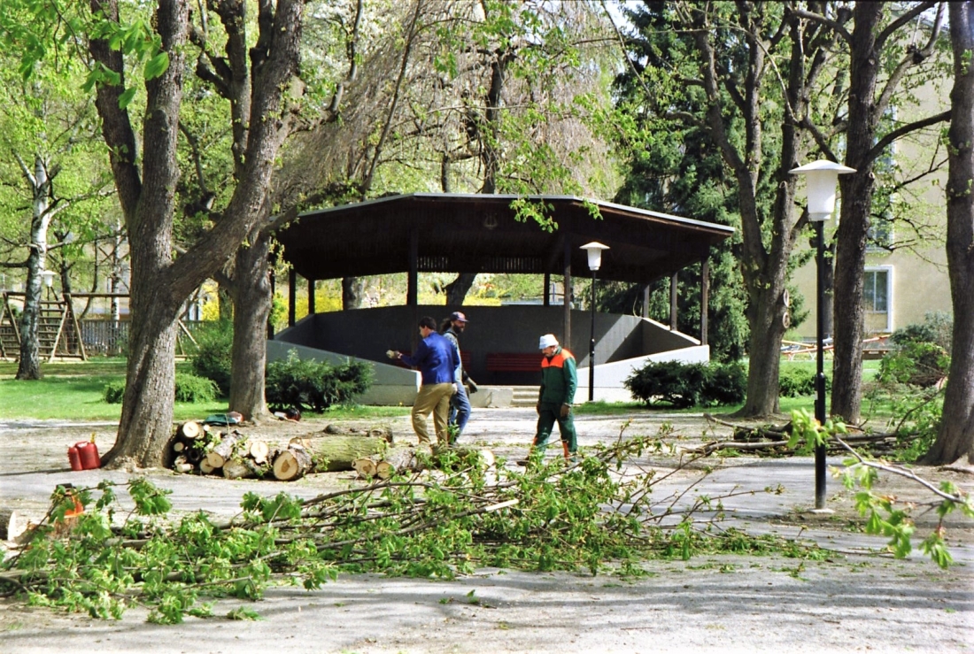 Stadtpark während der ersten Schlägerungen zur Umwandlung in den sogenannten "Kulturpark"