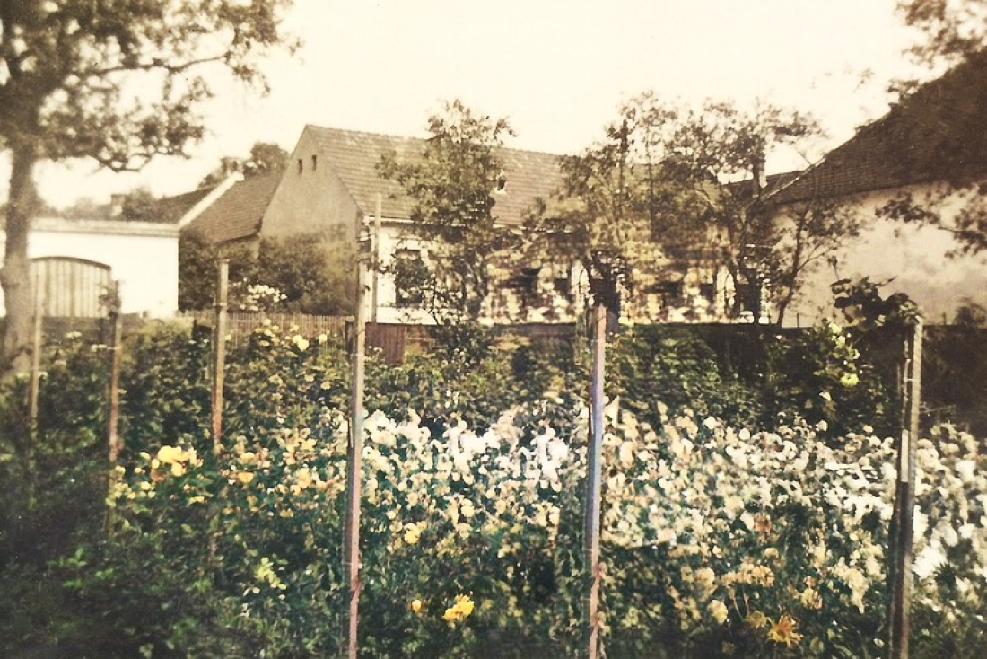 Blick über Blumen in der Gärtnerei Hanusch-Graf (Steinamangererstraße 36 b)