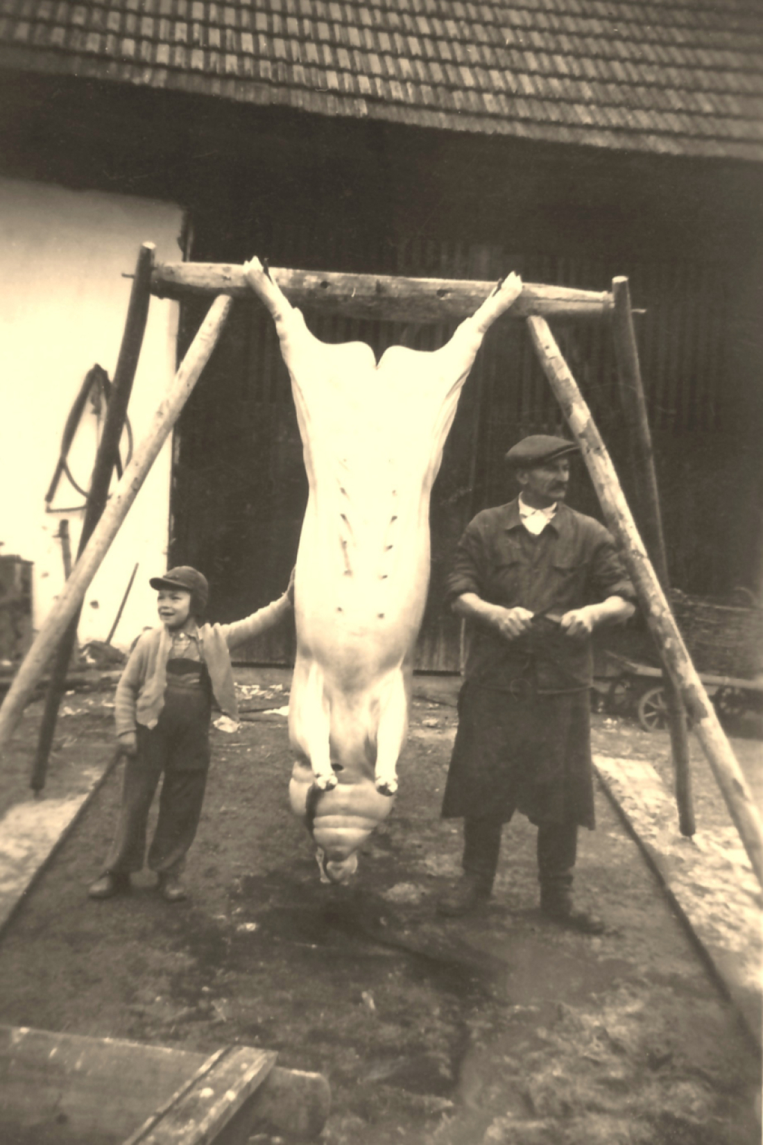 Sauabstechen: Alexander Imre und Samuel Adorjan mit der am Saurehm aufgehängten Sau (OW 340 / Grazerstraße 55)