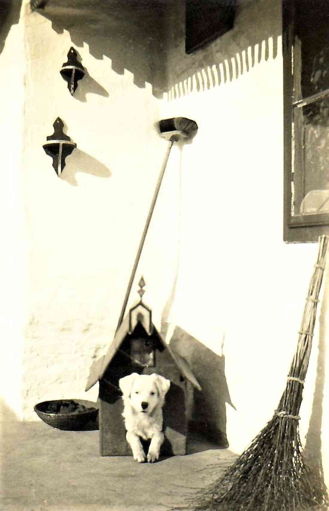 Haus- und Hofhund Buffi bei Fam. Kiss (Lindengasse 5)