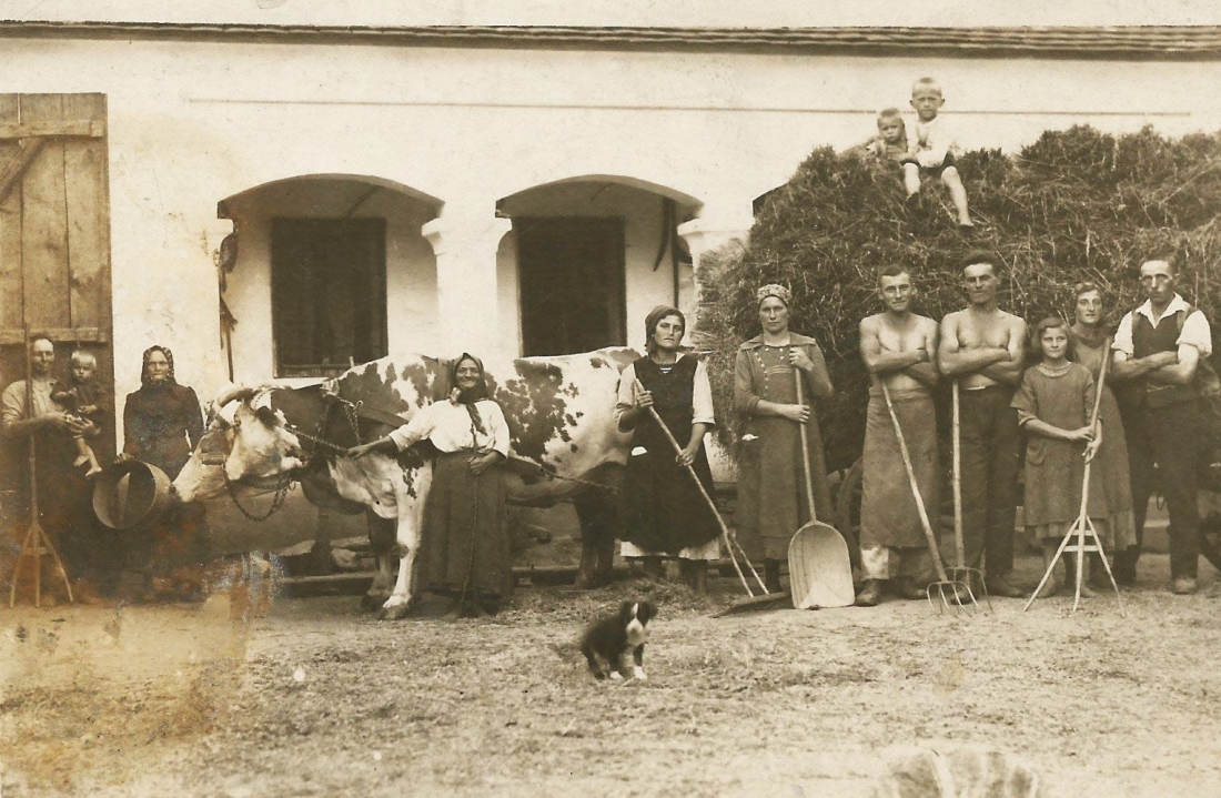 Bäuerliche Arbeit im Haus Vörös (OW 620 / Reichlgasse 12) mit seinem Kuhgespann