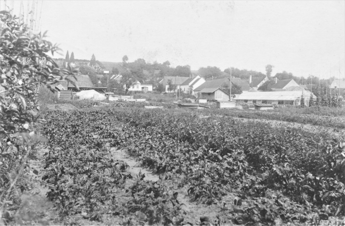 Gärtnerei Hanusch-Graf (Steinamangerstraße 36b): Blick über das Betriebsgelände gegen Osten
