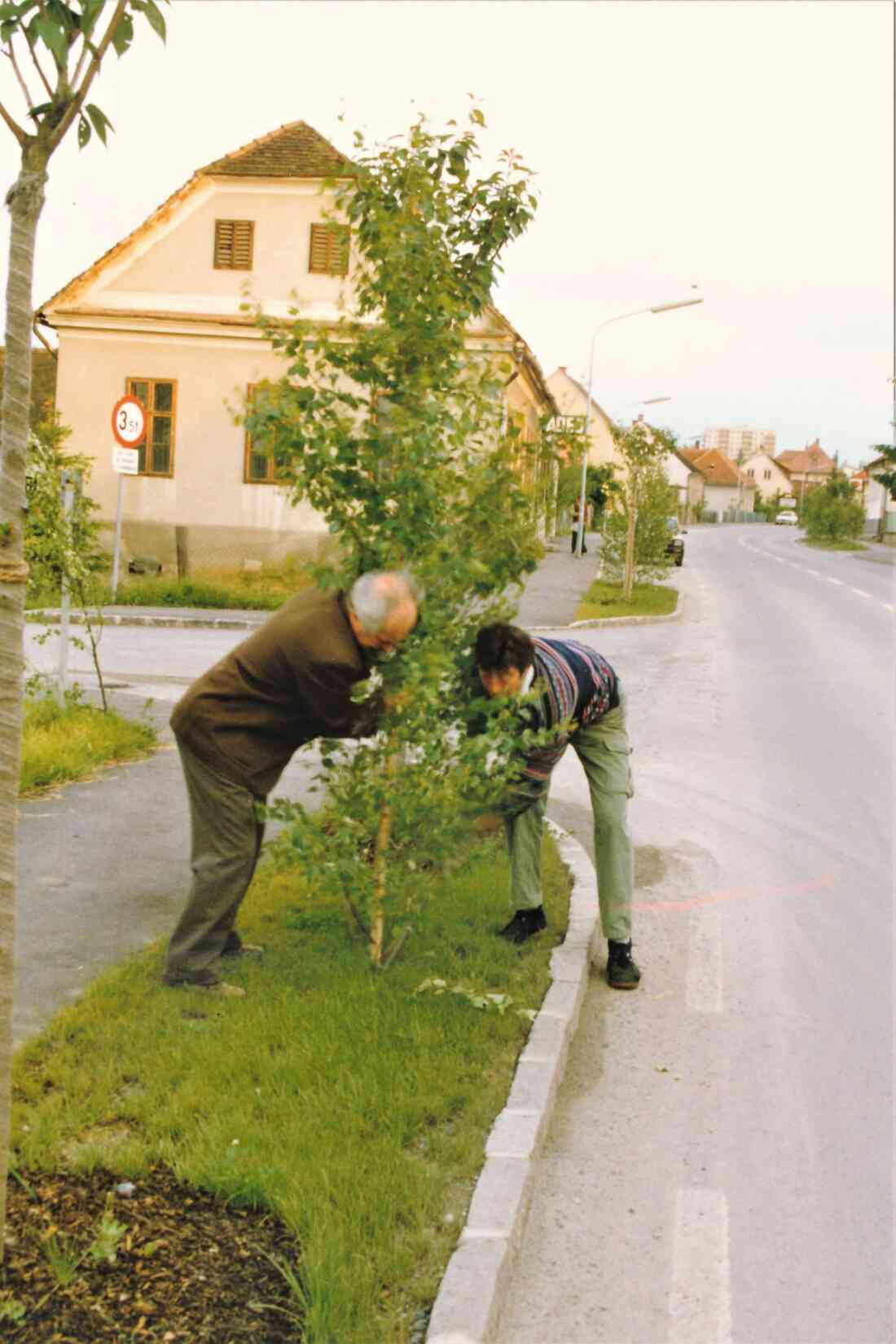 Röm. kath. Pfarre: Fronleichnamsprozession - Stefan Miertl und Otto Szabo beim Aufstellen der Birkenzweige