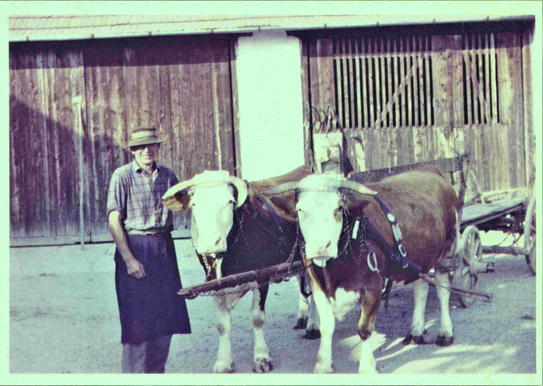 Josef Pongracz (*1910/+1988) mit seinem Rindergespann - OW 23 / Steinamangererstraße 127