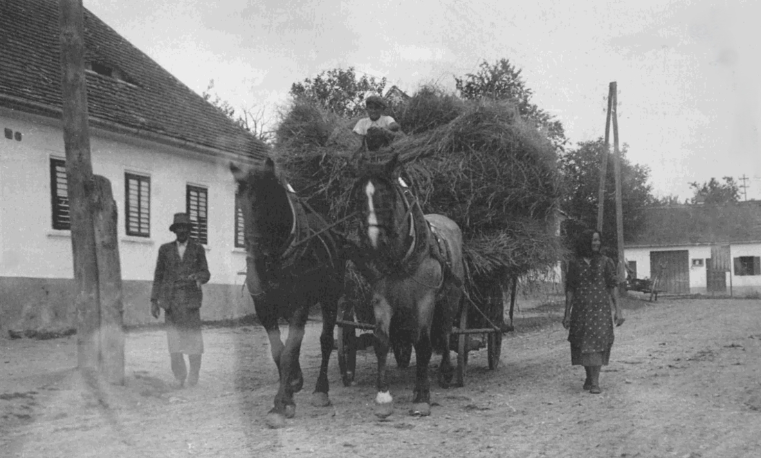 St. Martin: Familie Rehling mit ihrem Pferdegespann beim Heuführen - links das Haus Klepits  (Oberwarter Straße 24)