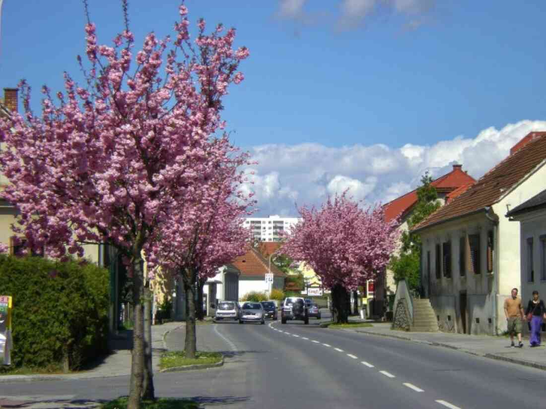 Steinamangerer Straße