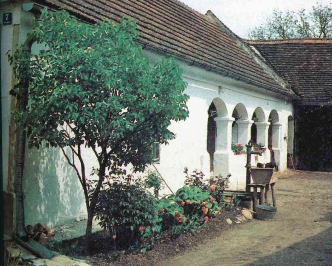 Bauernhaus mit Arkaden: OW 479 / Falkengasse 7 (Theresia Pongracz)