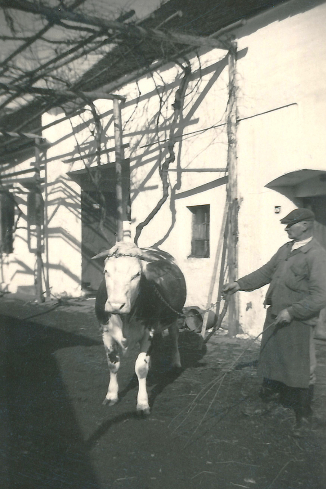 Samuel Adorjan zeigt seinen Stier (OW 340 / Grazerstraße 55)