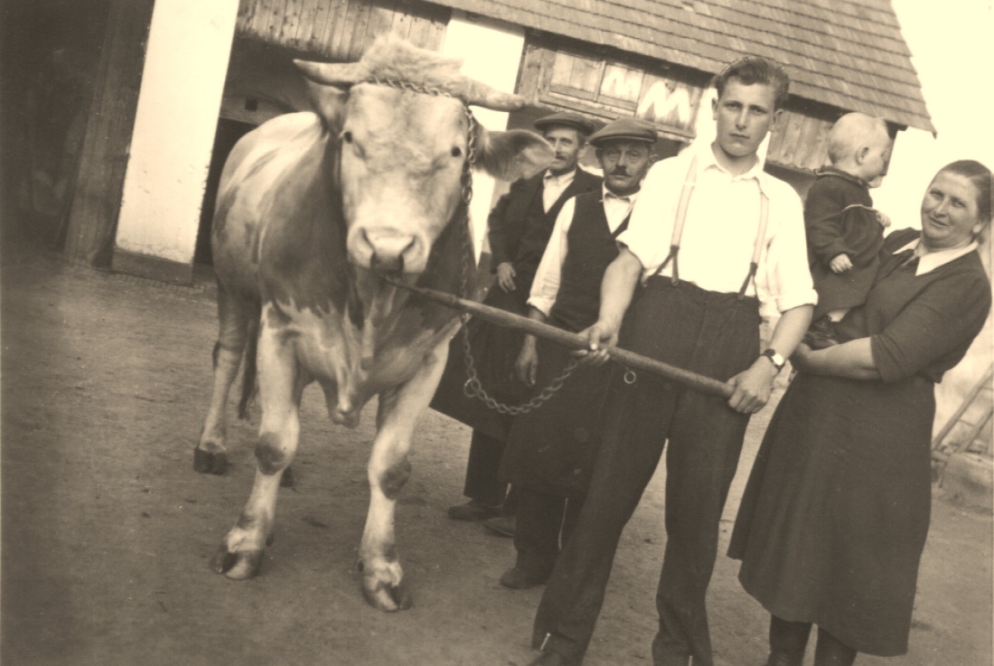 Familie Mohat präsentiert stolz ihren Stier (OW 420 / Dornburggasse 31)