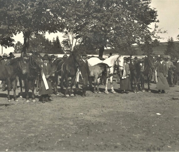 Pferdemarkt im Zuge der Gewerbeausstellung 1924  am Gelände des heutigen Parks - nordöstlicher Bereich: heute Spielplatz / Teile der Bundesamtsgebäude