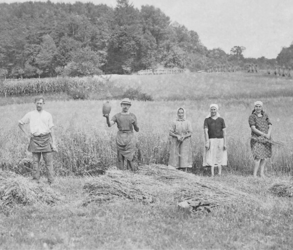 Bei der Getreideernte: Erntearbeit zwischen Oberwart und Unterschützen