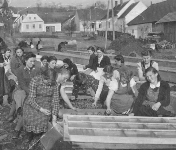 Mädchen des BDM arbeiten in der Gärtnerei Hanusch-Graf Steinamangererstraße 36b