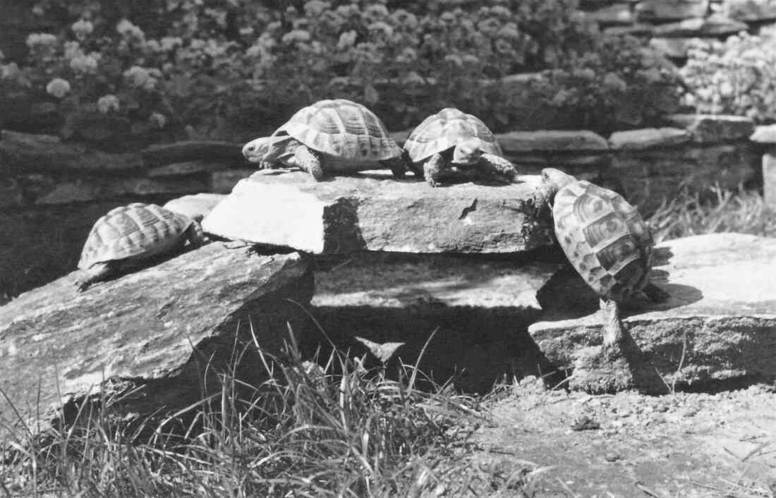 Schildkröten im Eisgartl von Konditor Eugen Strauhs (auch Strauss und Strauß)