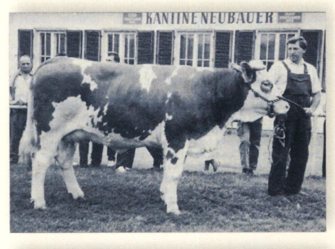 1. September 1987: Viehversteigerung des Fleckviehzuchtverbands im Bereich der Rotunde - Johann Heiden treibt auf