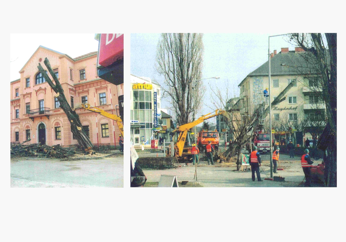 Die Akazienbäume am Hauptplatz müssen gefällt werde: "Baum fällt"