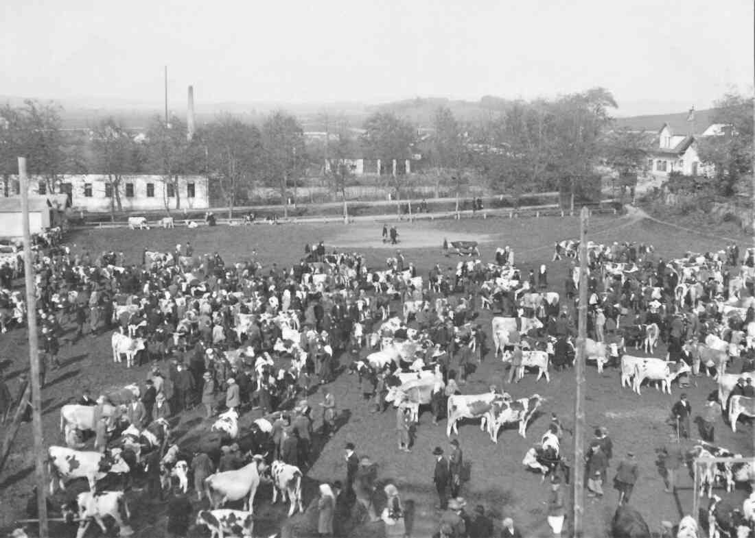 Viehmarkt am Gelände des heutigen Parks - NÖ Bereich: heute Spielplatz / Teile der Bundesamtsgebäudes (Gendarmeriegebäude)