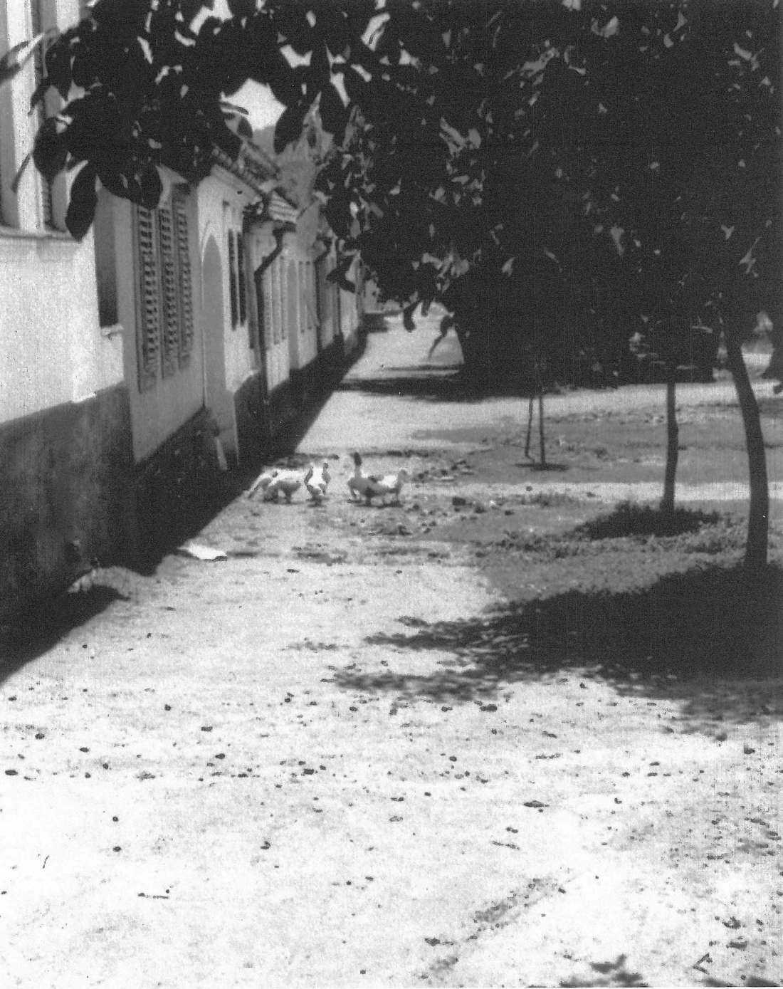 St. Martin: Gänse, die sich auf dem Dorfanger grundsätzlich frei bewegten, vor der Häuserzeile Oberwarterstraße 25, 27,29 usw.