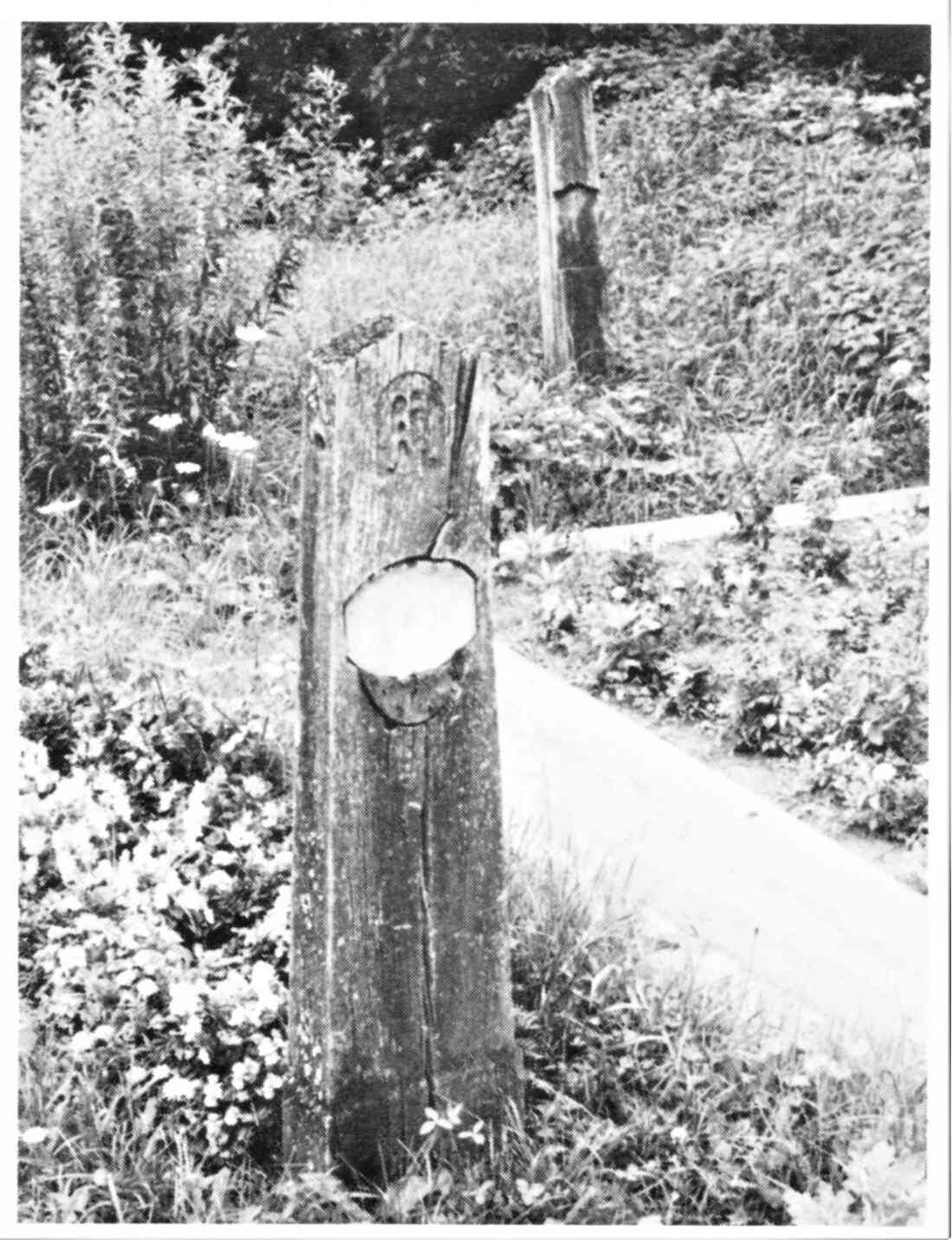 Reformierter Friedhof: Grabholz