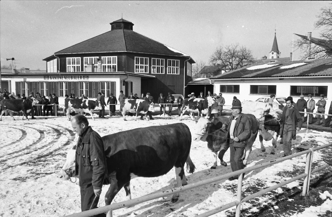 Bgld. Fleckviehzuchtverband im Bereich der Rotunde (Hauptplatz 8f)