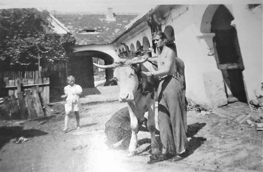Julius Halper führt ein Stück Rindvieh an der Kette (St. Martin Nr. 39, heutige Anschrift: Oberwarter Straße 41)