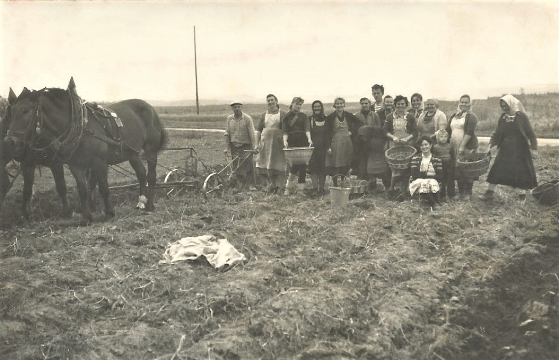 Johann Topler (Janosch - *1915 / +1998) mit seinen HelfernInnen bei der Kartoffelernte - Grazerstraße 62