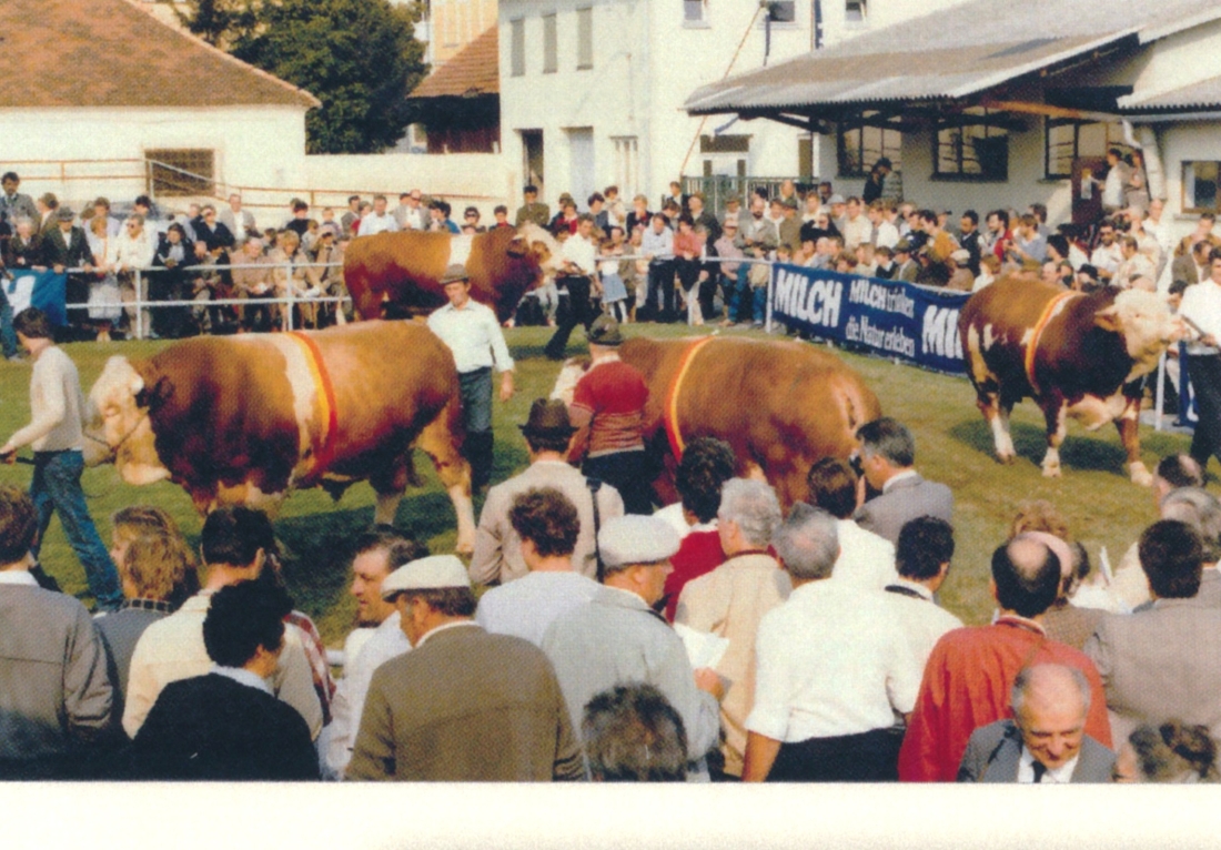 Stierparade im Zuge der Verbandsviehschau des Bgld. Rinderzuchtverbandes / Fleckviehzuchtverbandes im Bereich der Rotunde