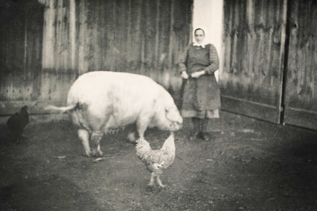 Zsofia Zambo (geb. Böcskör, *1888/+1976) mit der hauseigenen Zuchtsau und Hühnern - OW 58 / Unterwarterstraße 9