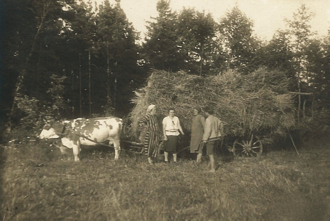Kuhgespann der Fam. Vörös (OW 620 / Reichlgasse 12) beim Heueinholen