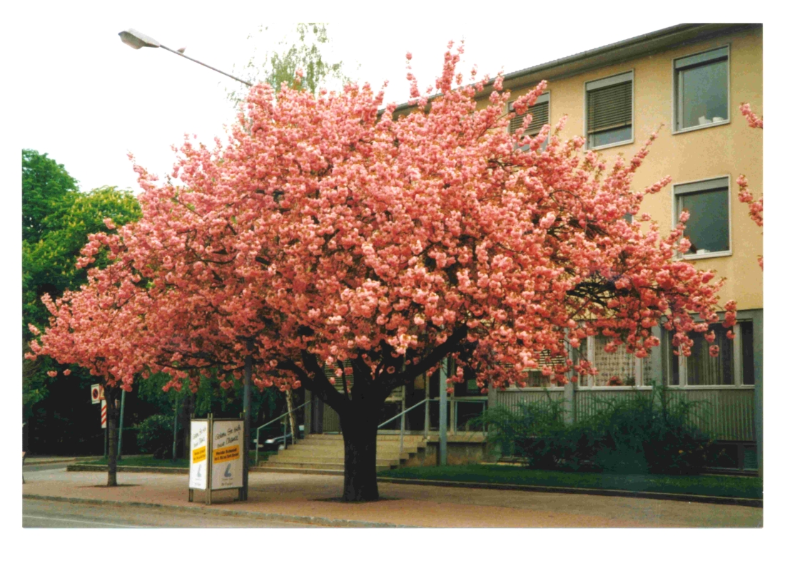 Ein "Japanischer Kirschbaum" vor dem Gebäude der BH - Hauptplatz 1