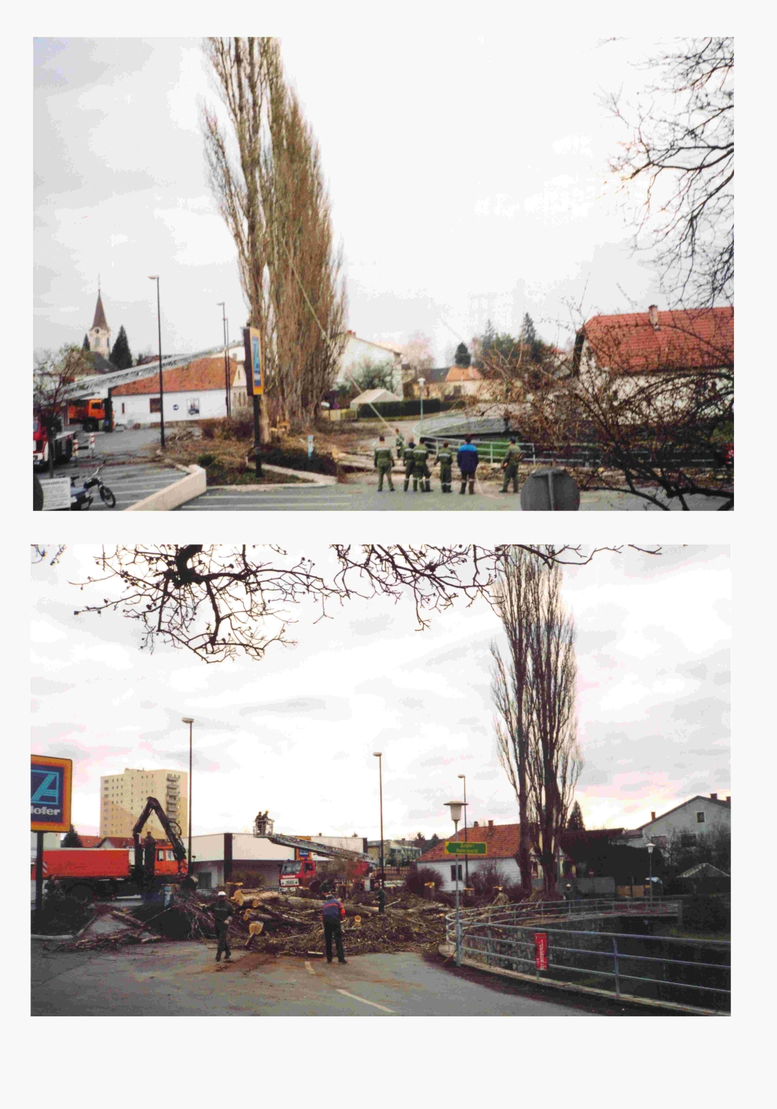 Die Akazienbäume am südwestlichen Ende des ehemaligen SC-Platzes müssen gefällt werden: "Baum fällt"