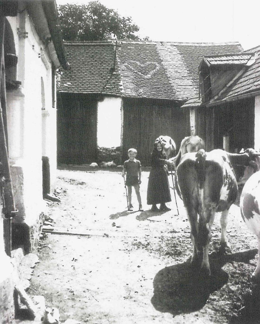 Hof von Julius Halper mit Kühen (St. Martin Nr. 39, heutige Anschrift: Oberwarter Straße 41)