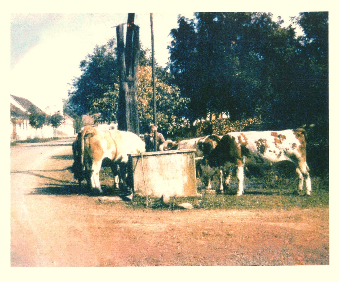 Rindertränke am Ziehbrunnen - Dorfanger in St. Martin