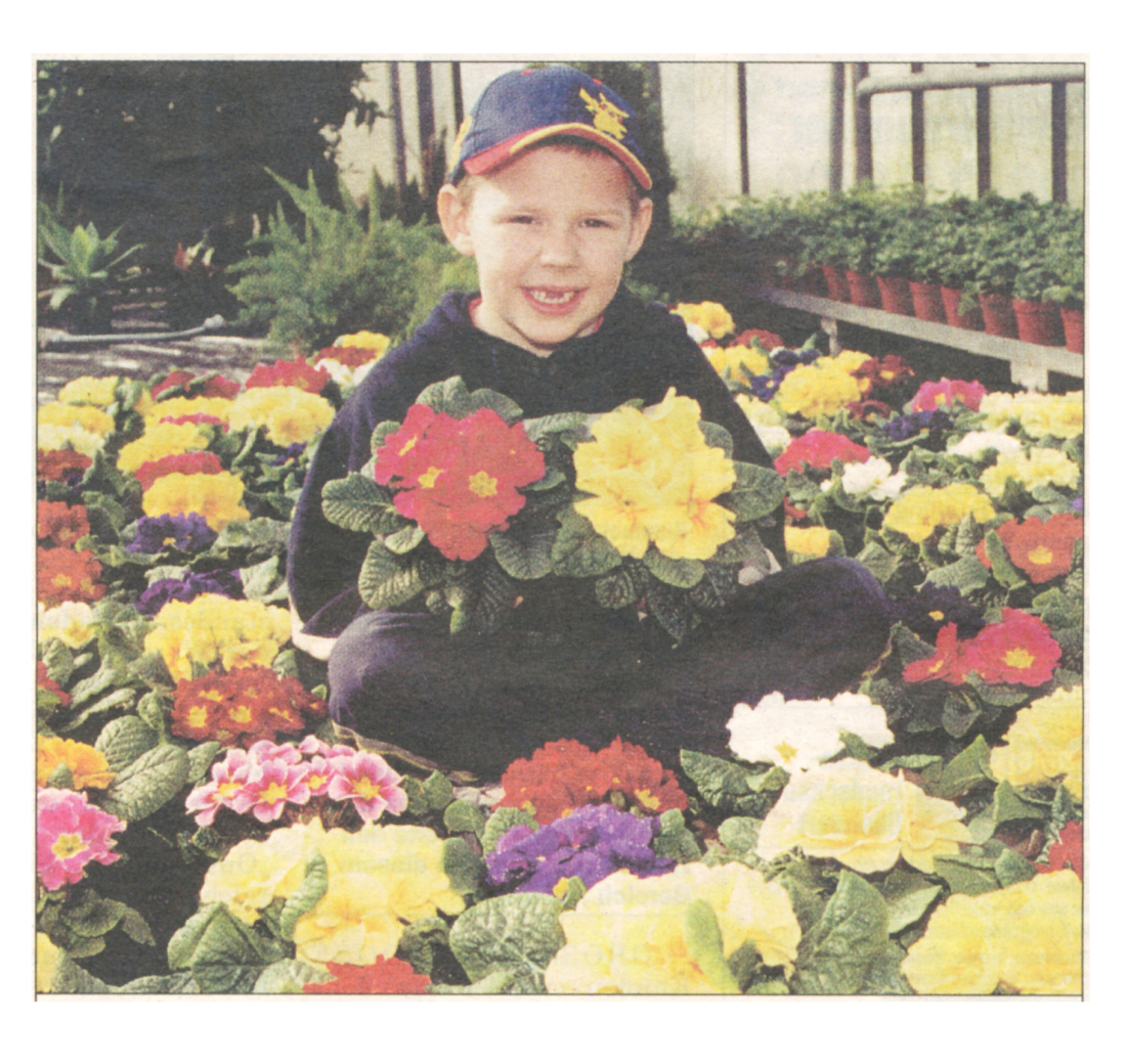 Werbebild der Gärtnerei Graf: Sohn Thomas jun. inmitten von Frühlingsprimeln