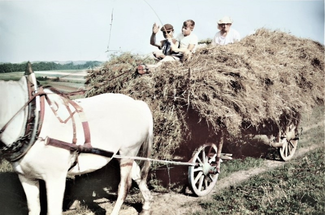 Landwirt Michael Böcskör (Johann Straußgasse 20) mit seinem Pferdegespann beim Heuführen