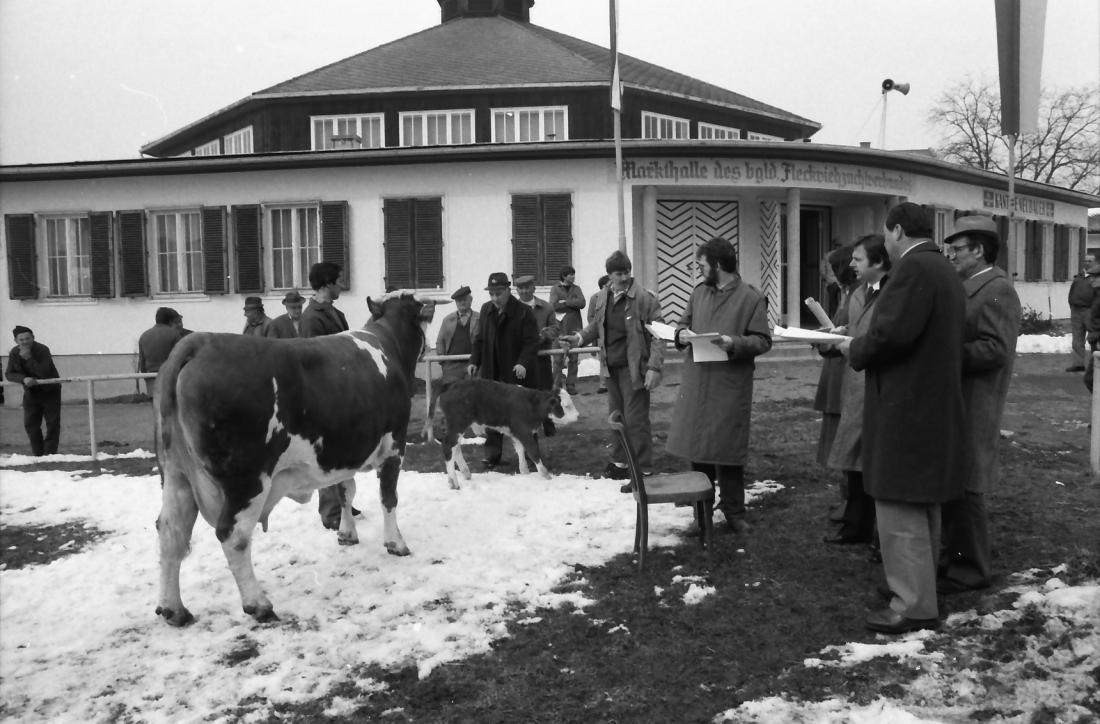 Bgld. Fleckviehzuchtverband im Bereich der Rotunde (Hauptplatz 8f)