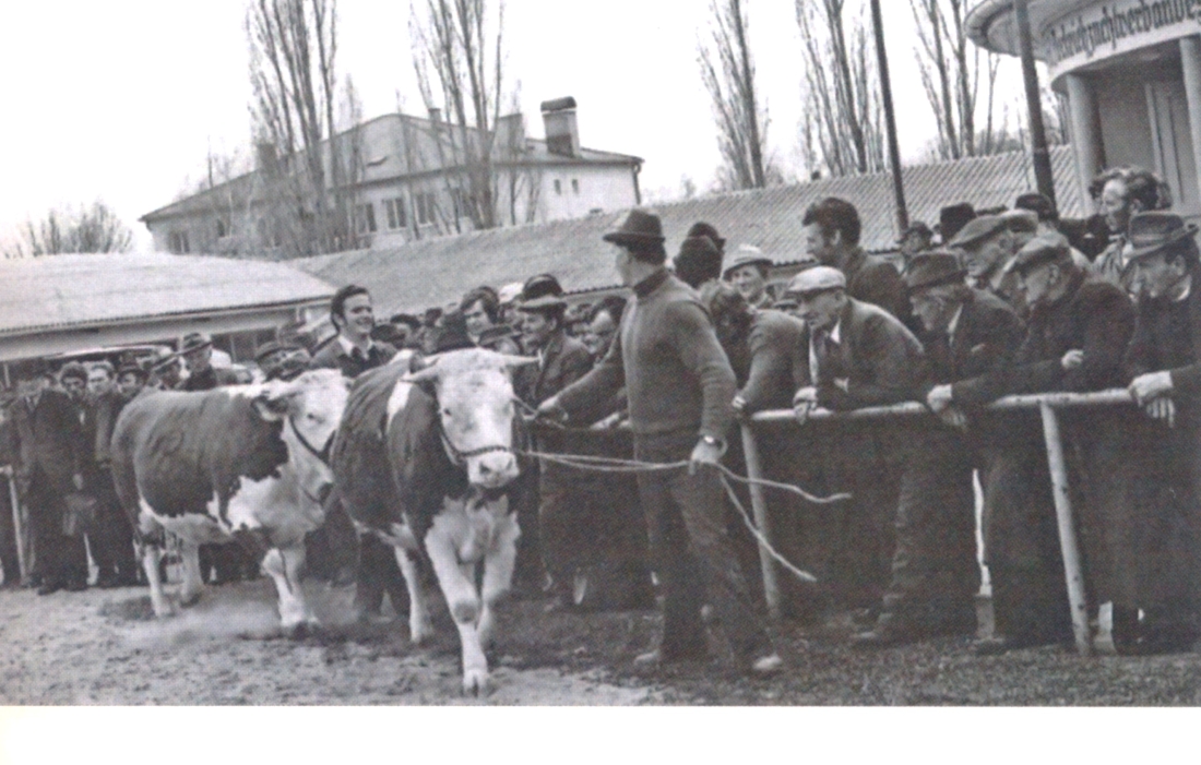Auftrieb im Zuge einer Versteigerung des Bgld. Rinderzuchtverbandes / Fleckviezuchtverbandes im Bereich der Rotunde